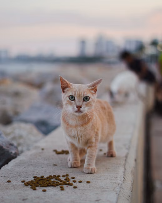 Ração para Gatos Filhotes (7,5kg)